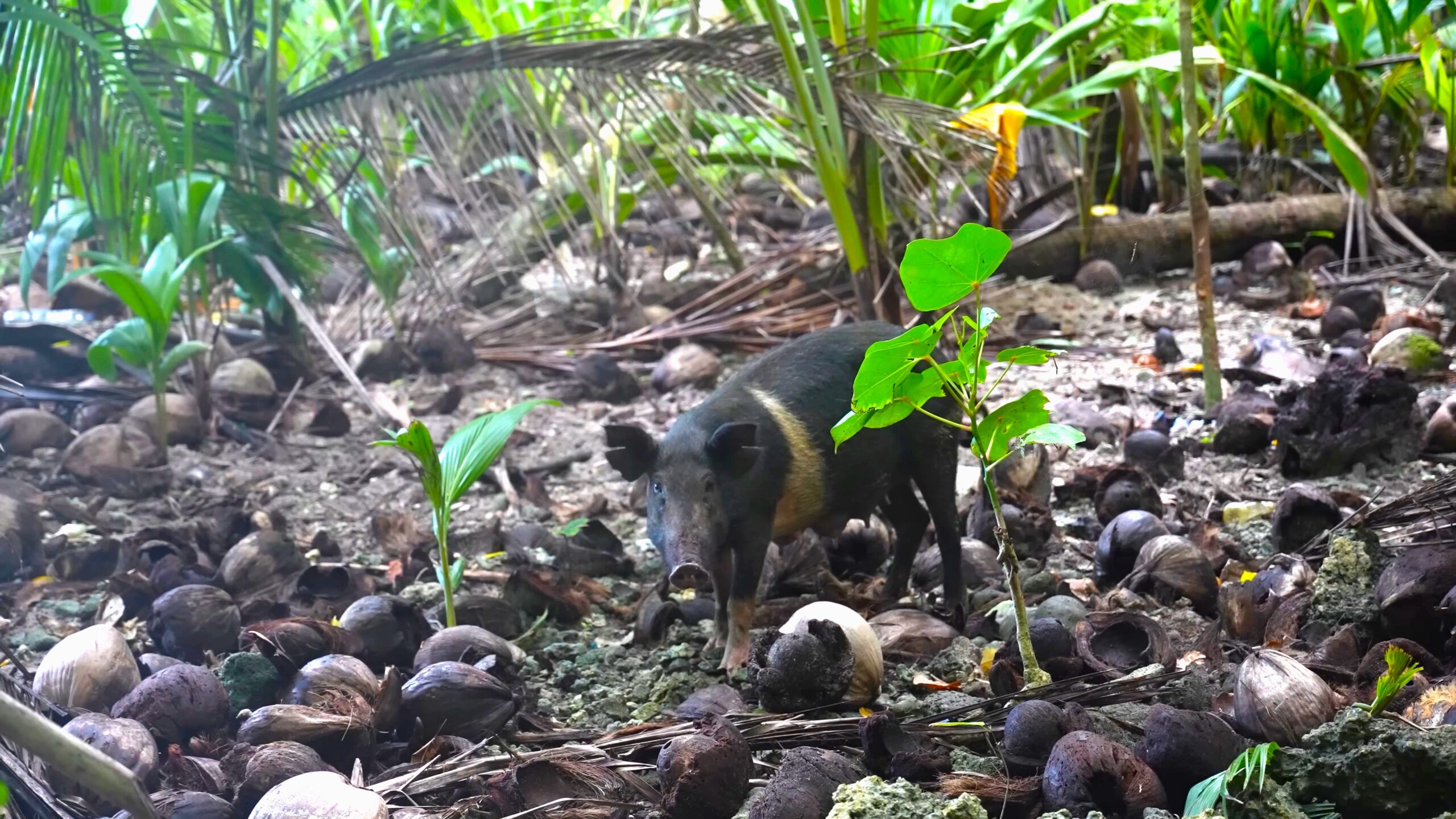 Shipwreck Desert Island